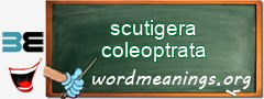 WordMeaning blackboard for scutigera coleoptrata